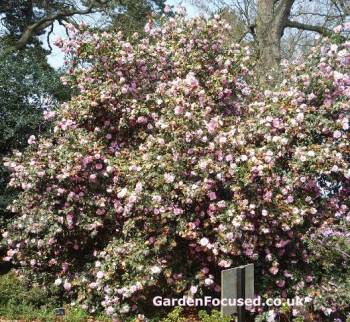 Camellia williamsii Donation bush