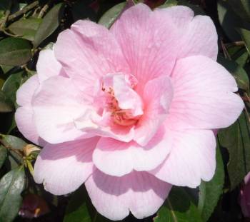 Camellia williamsii Donation single flower