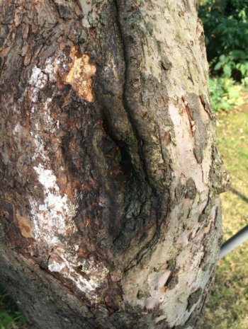 Canker of an apple tree