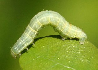Winter Moth caterpillar