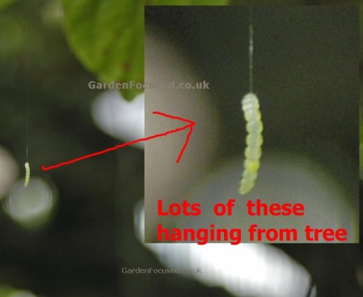 Caterpillar of the Winter Moth hanging by a thread