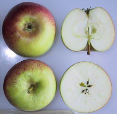 Charles Ross apple, cut and lower view