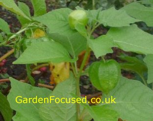 Green pods of the Chinese lantern plant