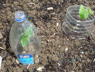 Plastic bottle used to prevent slug damage to runner beans