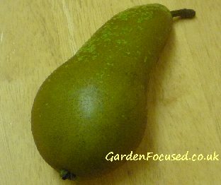 Comice Pears, One of the Finest European Pear Varieties - MyExoticFruit -  The UK's leading Exotic Fruit Retailer - Est. 2014