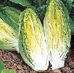 Chatsworth Cos lettuce