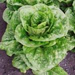 Cos lettuce Frisco