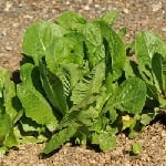 Cos lettuce Lobjoits Green