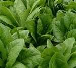 Parris Island lettuce