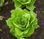 Valmaine lettuce