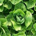 Winter Density lettuce