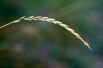 Seeds of couch grass