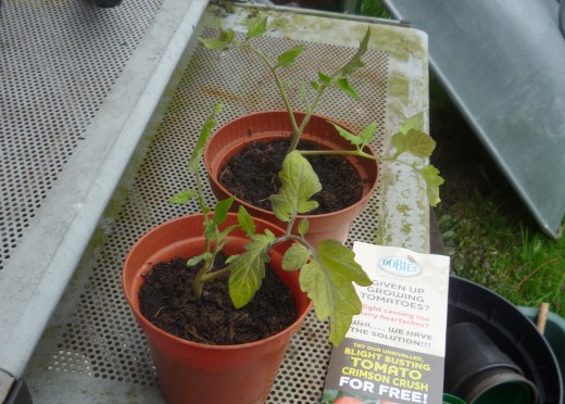 Two Crimson Crush tomato plants as delivered by Dobies
