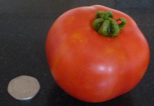 Close up of the Crimson Crush tomato