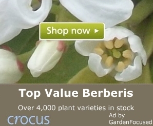 Top value Berberis plants