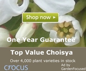 Top value Choisya plants
