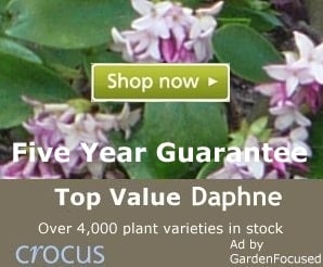 Top value Daphne shrubs