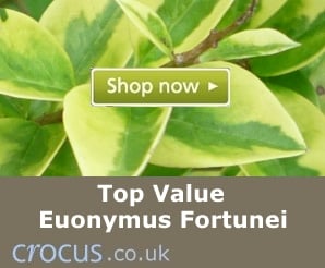 Top value Euonymus Fortunei plants