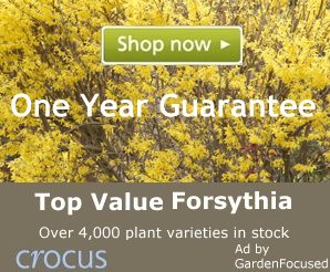 Top value Forsythia plants