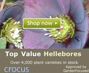 Top value Hellebore plants