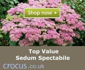 Top value Sedum spectabile plants