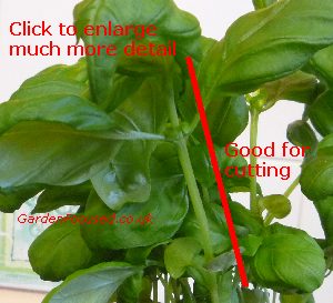 Health basil stem to be used for taking a cutting