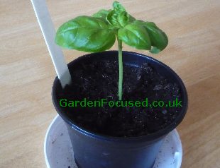 Basil cutting, rooted in water and planted