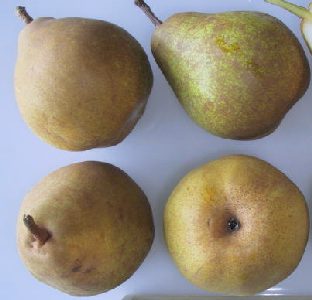 The Doyenne du Comice pear