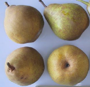 Comice - Good Fruit Guide