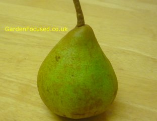 A single Doyenne du Comice pear