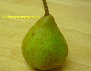 Comice Pear Trees – Growing Comice Pears In The Home Garden