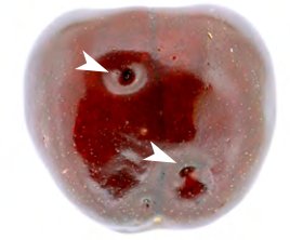 Damage to a cherry by Spotted Wing Drosophila