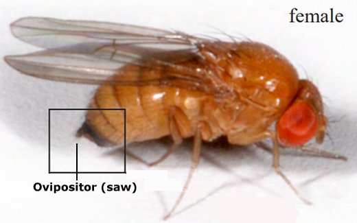 Female Drosophila suzukii