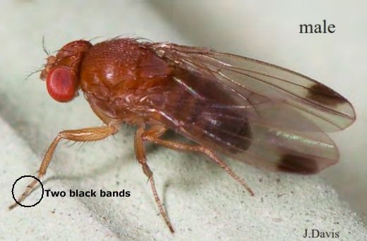 Drosophila suzikii male