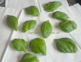 Basil leaves ready to be microwaved, click to enlarge