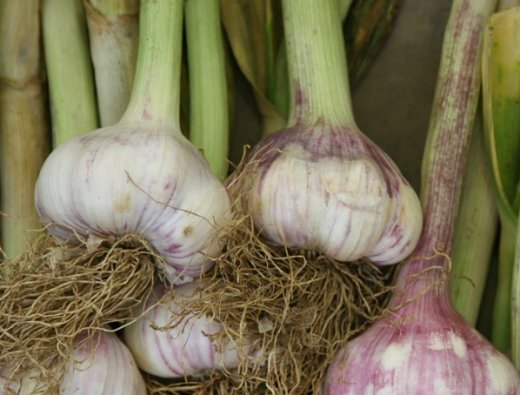 Early Purple Wight garlic bulbs