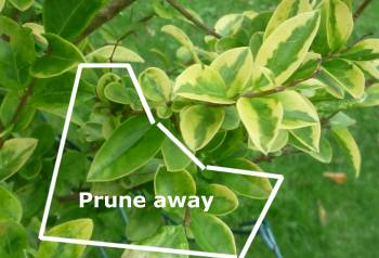 Prune away areas which have lost foliage variegation
