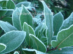 Frost on bay tree leaves
