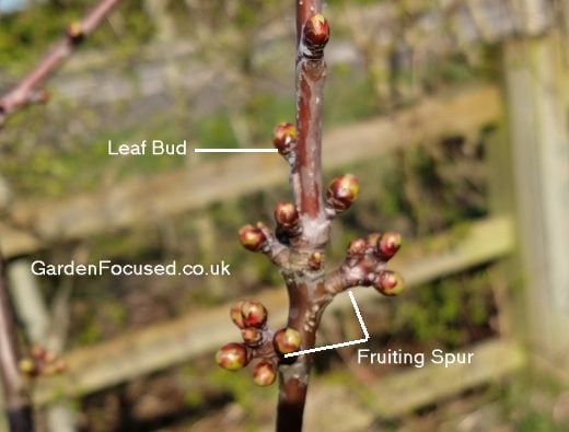 Identify fruiting spurs on cherry trees