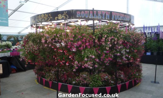 Fuchsia in floral marquee at Chatsworth