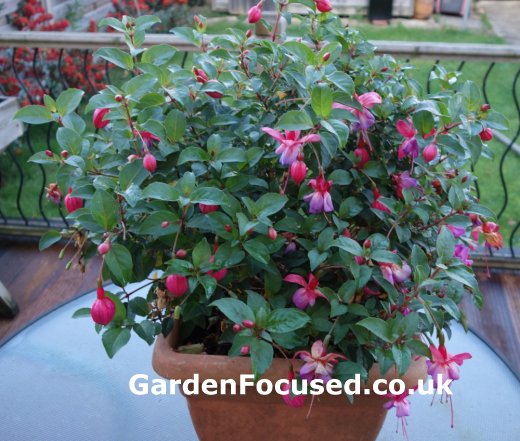Tender Fuchsia ready for pruning before winter
