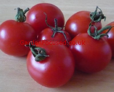 Gardener's Delight tomato