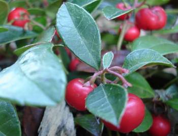 Gaultheria procumbens with red berries