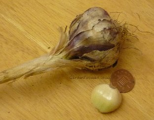 Garlic variety Thermidour