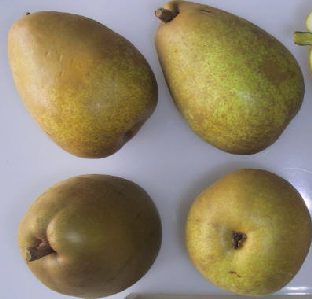 Gorham pears