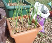 Garlic growing in a container