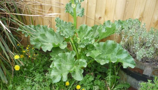 Rhubarb doing well even in weedy conditions