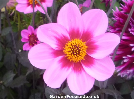 Dahlia 'Happy Single Wink' flower