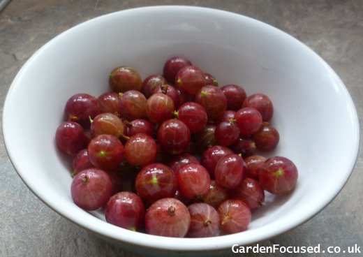 Bowl of Hinnomaki Red gooseberries