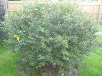 Hypericum bush